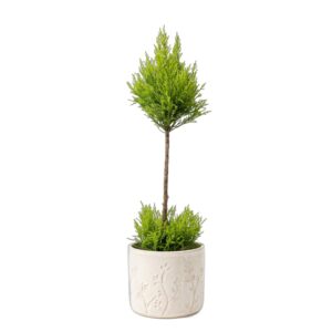 Küpress ‘Goldcrest Wilma’ P14 60cm 1 kera