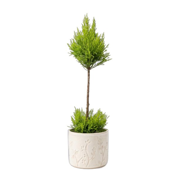 Küpress 'Goldcrest Wilma' P14 60cm 1 kera