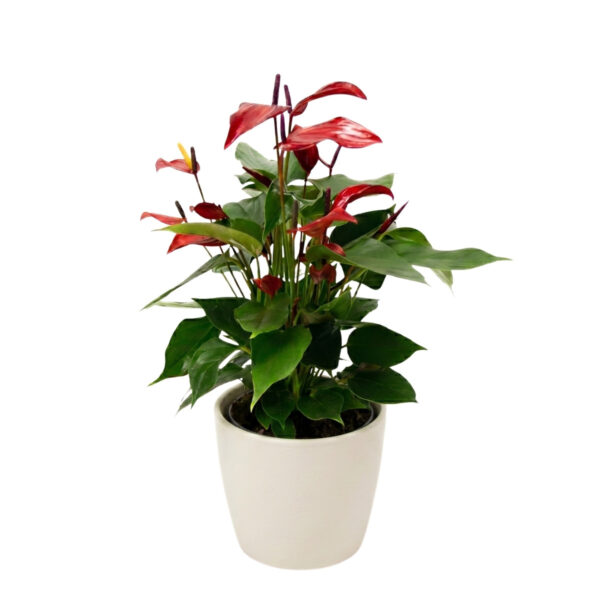 Flamingolill 'Banderola Lava' P12