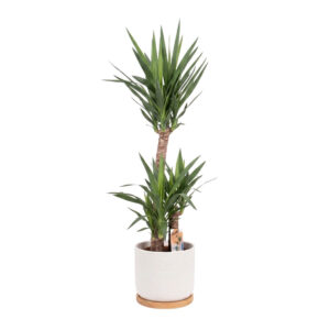 Hiigel-tääkliilia P24 145cm 2+ tüvega