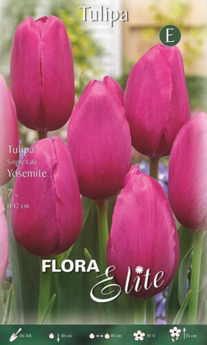 Tulp ‘Yosemite’ 7tk
