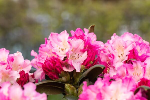 Rododendron 'Kalinka' P15 15cm