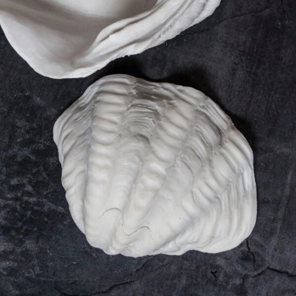 Dekoratiivkauss Shell valge 19x24x h12cm