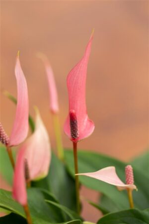 Flamingolill ‘Lilli’ P17