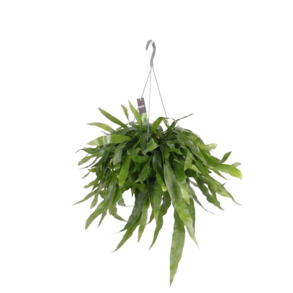 Lamekaktus P17 35cm amplis