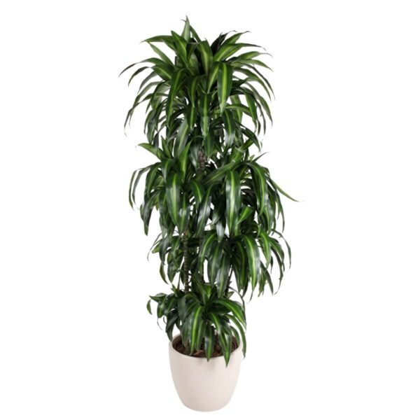 Lõhnav draakonipuu 'Hawaiian Sunshine' P34 160cm