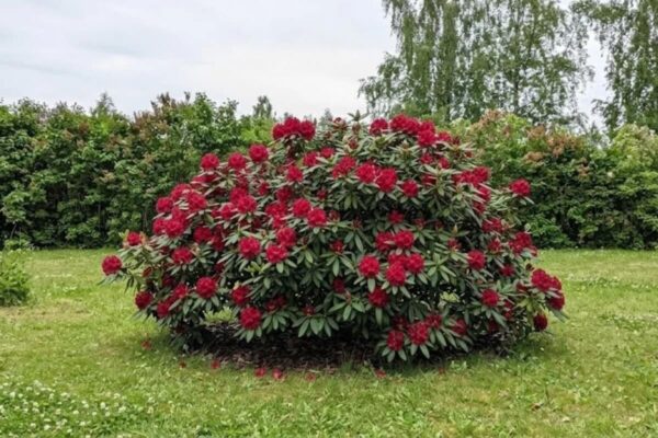 Rododendron 'Hachmann's Feuerschein' P23 30-40cm
