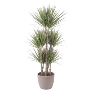 Ääris-draakonipuu ‘Bicolor’ P31 120cm 5 tüve