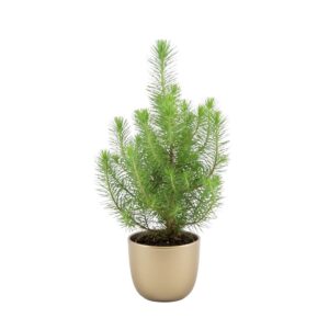 Piinia ‘Silver Crest’ P10,5