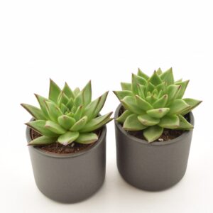 Agaavilaadne soomuslehik ‘Ebony’ P8,5