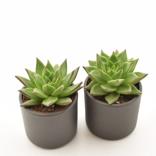 Agaavilaadne soomuslehik 'Ebony' P8,5