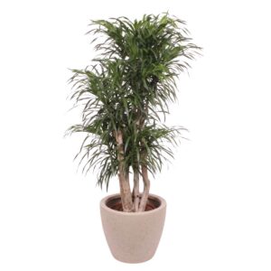 Käänd-draakonipuu ‘Anita’ P40 140cm