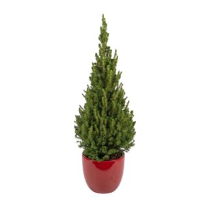 Kanada kuusk ‘Conica’ P24 90cm