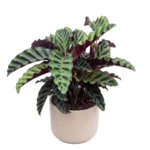 Tiigerlehik ‘Velvet Glory’ P14 30cm