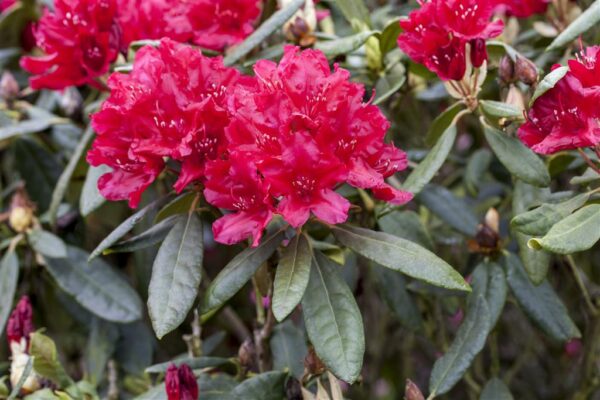 Rododendron 'Hachmann's Feuerschein' P23 30-40cm
