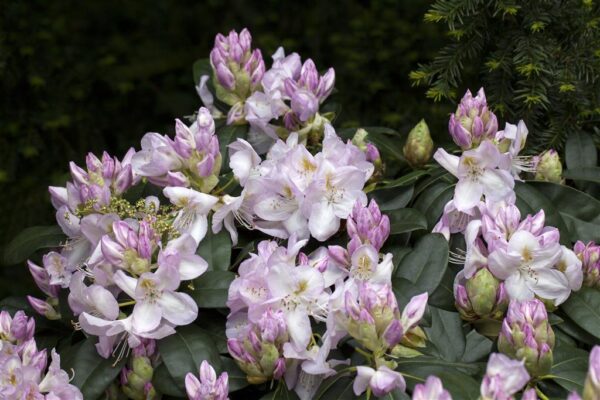 Rododendron 'Gomer Waterer' P28 50-60cm