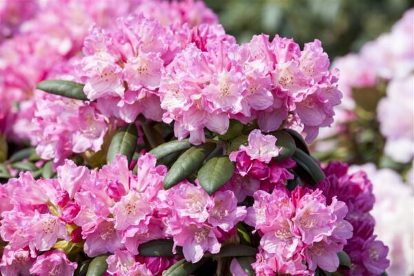 Rododendron 'Kalinka' P15 15cm