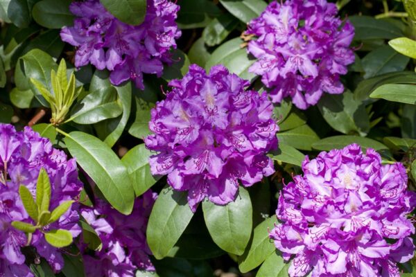 Rododendron 'Grandiflorum' P48 80-100cm