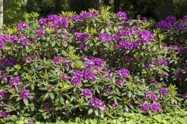 Rododendron 'Rasputin' P23