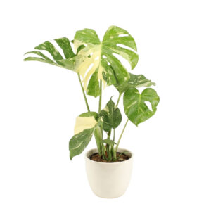 Meeldiv monstera ‘Thai Constellation’ P17