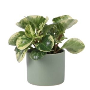 Tömbilehine peperoomia ‘Obtipan Bicolor” P14