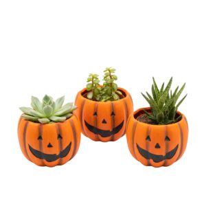 Sukulent P12 Halloween ümbrispotis