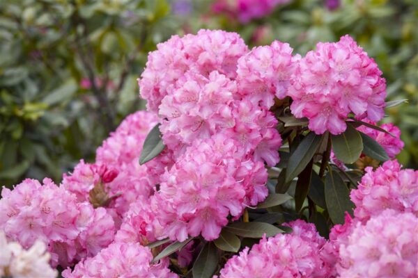 Rododendron 'Kalinka' P15 15cm