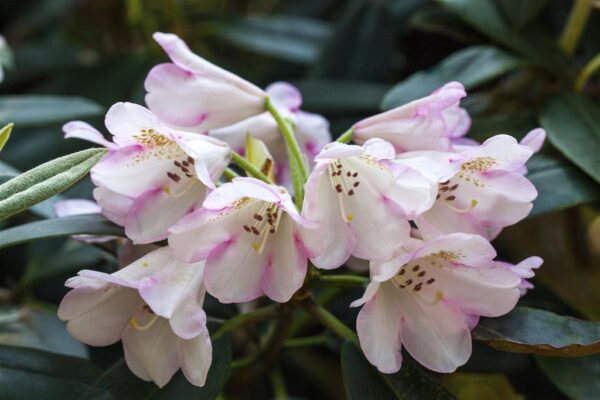 Rododendron Inkarho®  'Gomer Waterer' P23 30-40cm
