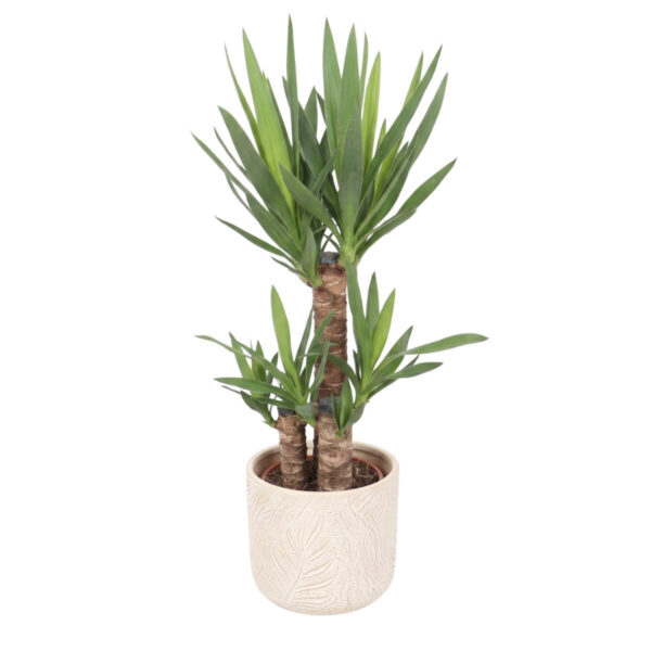 Hiigel-tääkliilia P17 80cm 2 tüve