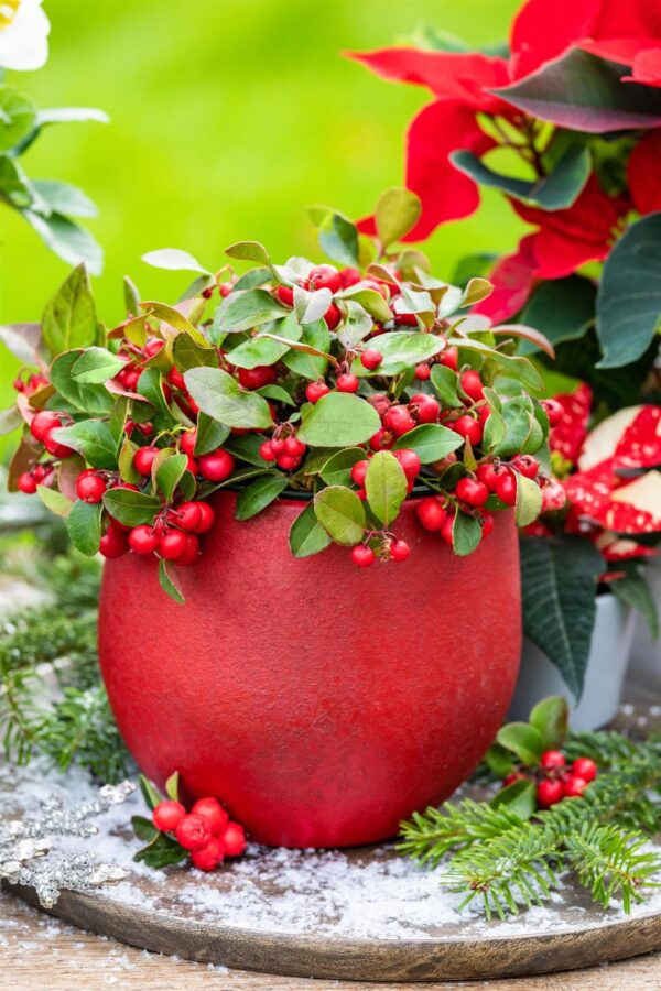 Lamav talihali 'Big Berry' P12