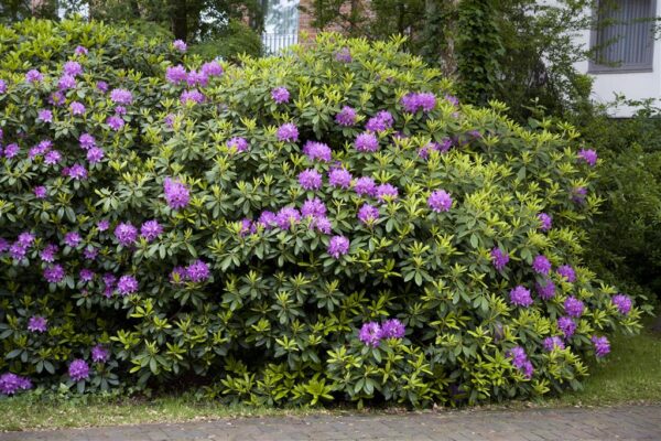 Rododendron 'Grandiflorum' P48 80-100cm