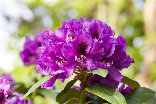 Rododendron 'Rasputin' P23