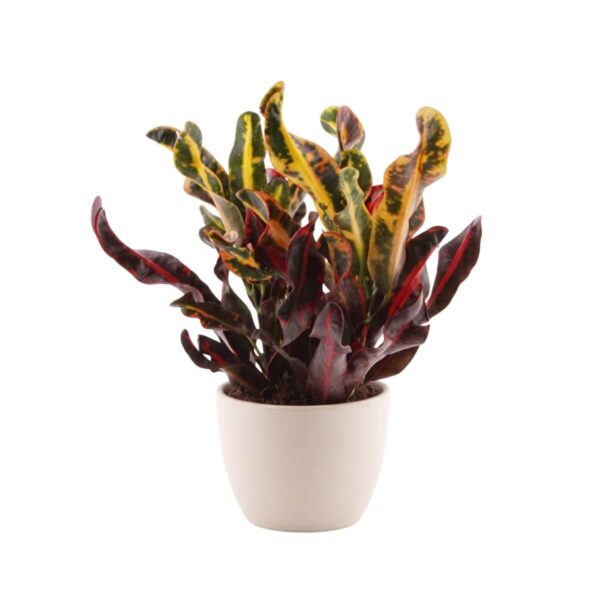 Kirjulehine ebakrooton 'Mammi' P12