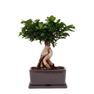 Väikeseviljaline viigipuu Ginseng P25 ümbrispotis