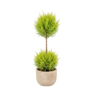 Küpress ‘Goldcrest Wilma’ P14 60cm 1 kera