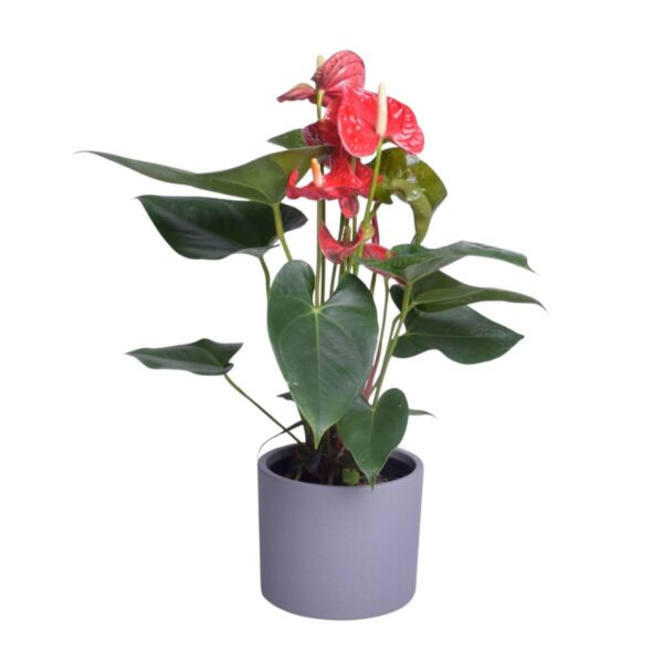 André flamingolill 'Madural' P14 50cm