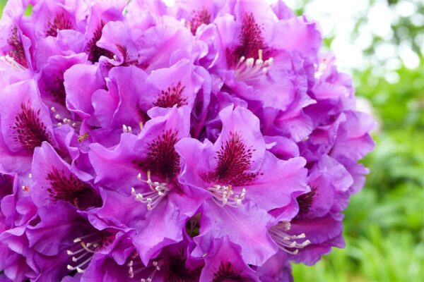 Rododendron 'Rasputin' P23