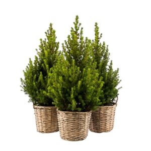 Kanada kuusk ‘December’ P21 50cm korvis
